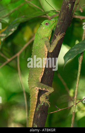 Hump-nosed Lizard in the rainforest of Sinharaja National Park, Sri Lanka. Stock Photo