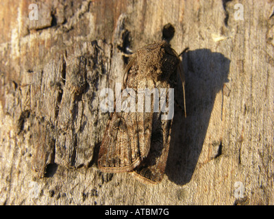 turnip moth or common cutworm (Agrotis segetum), at trunk Stock Photo