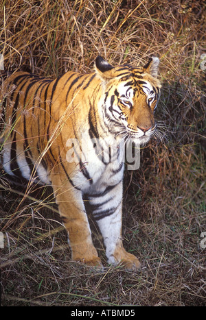 JRR72845 Tiger Bandhavgarh tiger reserve Madhya Pradesh India Stock Photo