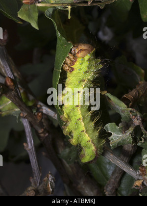 Chinese Oak Tasar Silkmoth (Antheraea Pernyi), Male On Bark Stock Photo ...