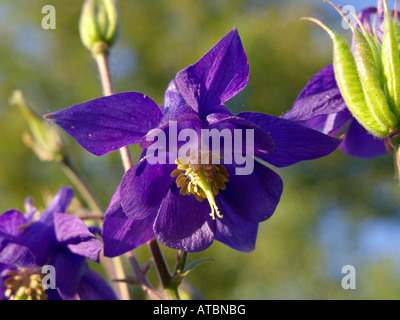 Columbine (Aquilegia olympica) Stock Photo