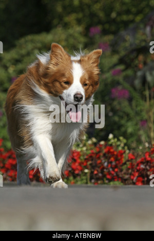 Border Collie (Canis lupus f. familiaris), red and white coloured, running on sidewalk Stock Photo