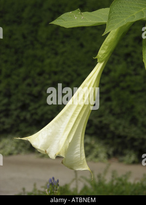 angel's trumpet tree (Brugmansia suaveolens), flower Stock Photo