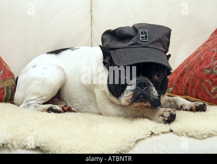 French Bulldog (Canis lupus f. familiaris), lying on sofa with hut on its head Stock Photo