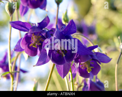 Columbine (Aquilegia olympica) Stock Photo