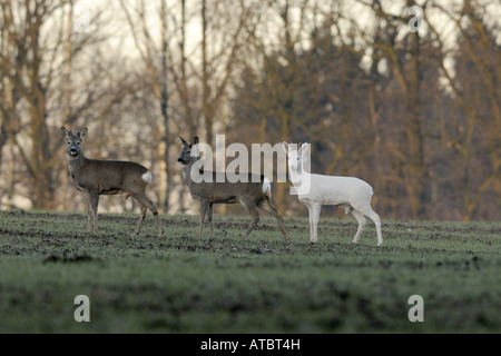 roe deer (Capreolus capreolus), three individuals, one an albino, Germany, Bavaria Stock Photo