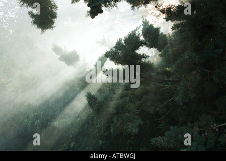 Sunbeams breaking through tree branches and fog Stock Photo