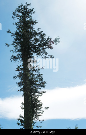 Tree silhouette against blue sky, low angle view Stock Photo