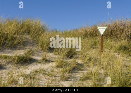 beach grass, European beachgrass, marram grass, psamma, sea sand-reed (Ammophila arenaria), nature reserve for sanddunes at Hel Stock Photo