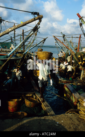 Unloading the catch of the day, Chapora harbour, Goa, India Stock Photo