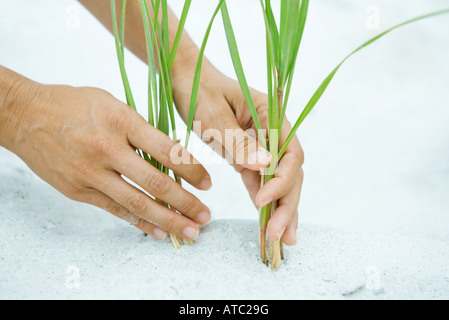 Hands holding dune grass growing in sand, close-up Stock Photo