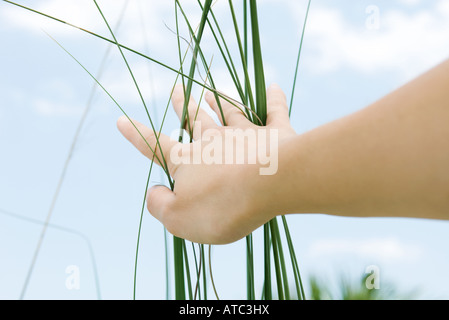 Woman touching tall grass, low angle view, cropped Stock Photo