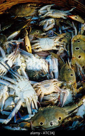 Catch of the day, Chapora harbour, Goa, India Stock Photo