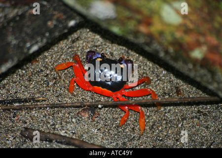 Tajalines or Land Crabs, Cardisoma armatum in Costa Rica Stock Photo