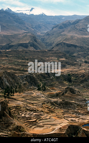 Peru, Colca Valley, Terrace Cultivation Stock Photo - Alamy