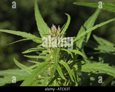 Indian hemp, marijuana, mary jane (Cannabis sativa), single plant Stock Photo