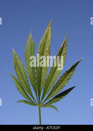 Indian hemp, marijuana, mary jane (Cannabis sativa), leaf Stock Photo