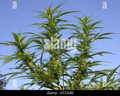 Indian hemp, marijuana, mary jane (Cannabis sativa), detail of a singel plant Stock Photo