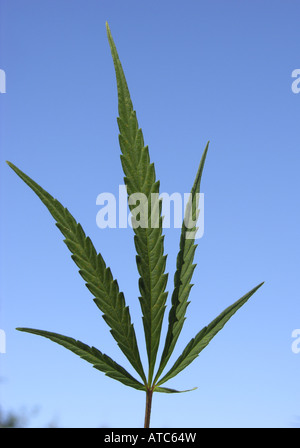 Indian hemp, marijuana, mary jane (Cannabis sativa), leaf Stock Photo