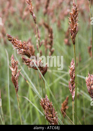 brown sedge (Carex disticha), blooming plants Stock Photo