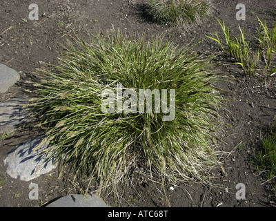 greater tussock-sedge (Carex paniculata), hump Stock Photo