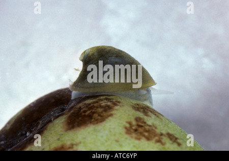 river limpet, common river limpet (Ancylus fluviatilis) Stock Photo