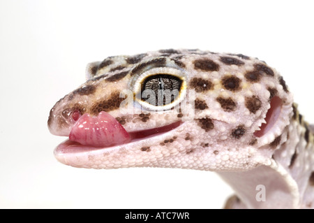 Leopard gecko (Eublepharis macularius), Portrait in front of white background Stock Photo