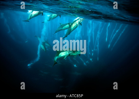 common dolphins and gannets hunting sardines Delphinus capensis Morus Wild Coast Transkei Southeast Africa Indian Ocean Mozambiq Stock Photo