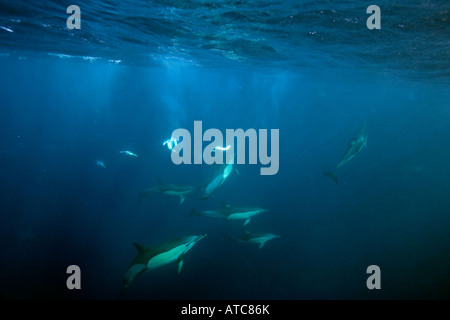 common dolphins and gannets hunting sardines Delphinus capensis Wild Coast Transkei Southeast Africa Indian Ocean Mozambique Stock Photo