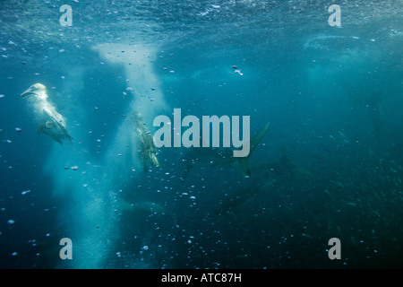 Cape Gannets and sharks hunting sardines Morus capensis Wild Coast Transkei Southeast Africa Indian Ocean Mozambique Stock Photo