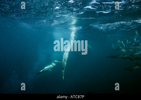 Cape Gannets hunting sardines Morus capensis Wild Coast Transkei Southeast Africa Indian Ocean Mozambique Stock Photo