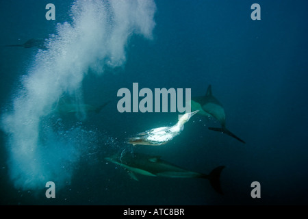 gannets and dolphins hunting sardines Delphinus capensis Morus Wild Coast Transkei Southeast Africa Indian Ocean Mozambique Stock Photo