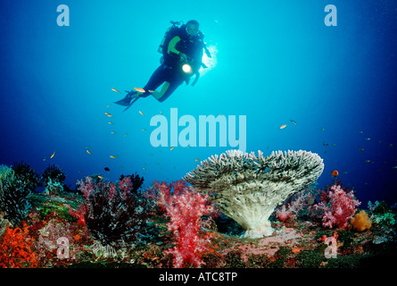 Coral Reef and Diver Similan Islands Thailand Stock Photo