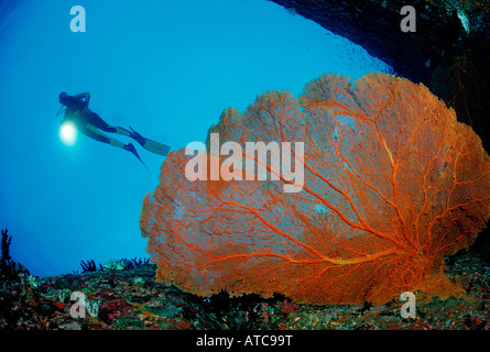 Diver and Red Sea Fan Similan Islands Thailand Stock Photo