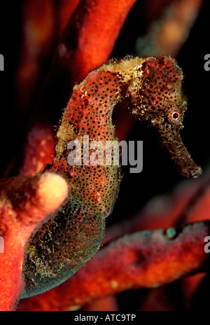 Longsnout Seahorse Hippocampus reidi Caribbean Sea Belize Stock Photo