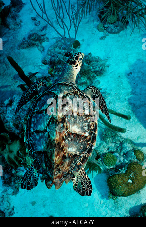 Hawksbill Sea Turtle Eretmochelys imbriocota Caribbean Sea Tobago Stock Photo