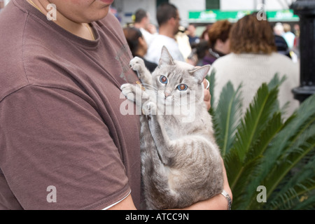 Grey cat with blue eyes being held by young man Stock Photo