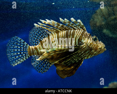 A Common lionfish. Stock Photo