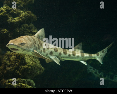 Na-na ... na-na ... na-na ... insert scary shark music here for this Leopard shark. Stock Photo