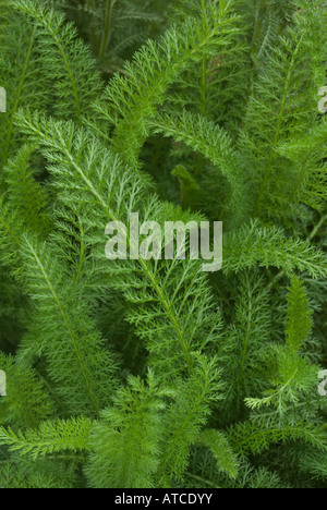 Fern like leaves of yarrows Stock Photo