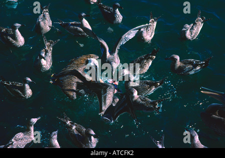 gulls and pelicans chase fish scrap Pillar Point Harbor San Mateo County Stock Photo
