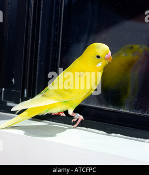 Parakeet Reflection budgerigar, budgie, parakeet (Melopsittacus undulatus), portrait Stock ...