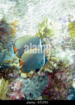 Collared butterflyfish (Chaetodon collare) above a coral reef. This ...