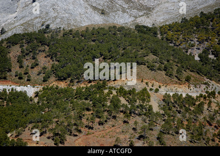 Spain Andalusia A376 Road And Pine Trees In The Sierrania De Ronda Stock Photo