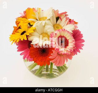vase of Gerbera or african daisy Stock Photo