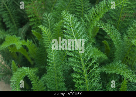 Fern like leaves of Yarrow plant Stock Photo