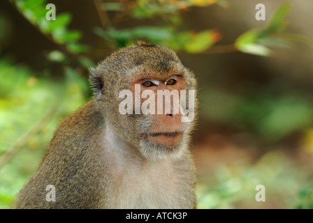 Long-tailed Macaque, Khao Sam Roi Yot National Park, Thailand Stock Photo