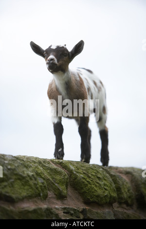 A young goat or kid stood on top of a drystone wall Stock Photo