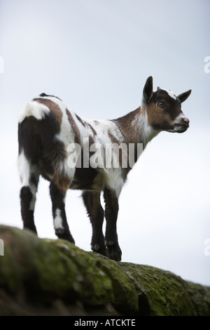 A young goat or kid stood on top of a drystone wall Stock Photo
