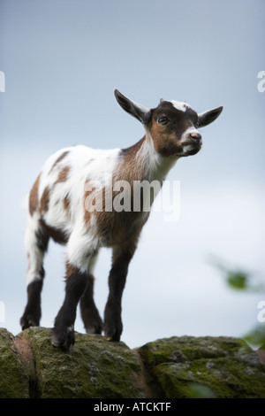 A young goat or kid stood on top of a drystone wall Stock Photo